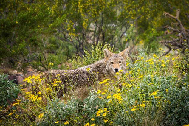 Coyote on the Desert Loop Trail