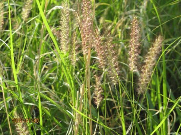 牛蹄草茎的照片
